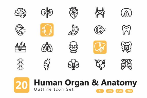Human Organ Icon Graphics and Icons Review